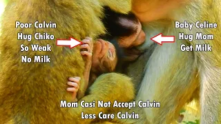 Can't Stop Sad..Heart is Breaking ! Casi Not Accept Poor Calvin So Weak | Calvin Hug Chiko Near Casi