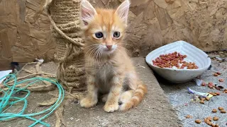 Incredibly beautiful Kittens living on the street. These Kittens love to play 🐈💕