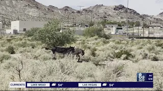 Beatty residents say burros are taking over their town, efforts to remove them