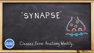 Synapse || General Anatomy of Nerves || Anatomy Weekly Episode - 28