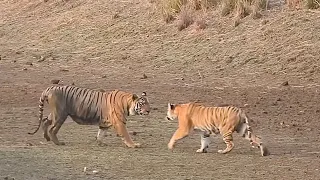 Thrilling TIGERS Encounter | Ep 5 | Tadoba Apr 2023