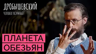 Из обезьяны в человека: как развивались человекообразные приматы // Дробышевский