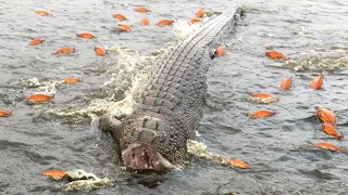 This Crocodile Died From A Piranha Bite