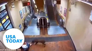 Wild boar attacks woman, teenager inside subway station | USA TODAY