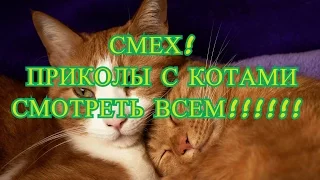 УГАРНЫЕ КОТЫ 2016  FUNNY CATS 2016 2