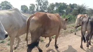 Animal Meeting 2022 | Lovely Bull Cow Going On The Village Road | Natural Sound | 04
