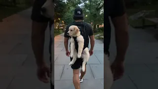 being carried🥰