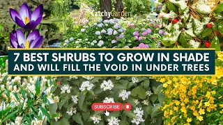 7 Best Shrubs To Grow In Shade and Will Fill The Void in Under Trees 🌷🌳 // Gardening Tips