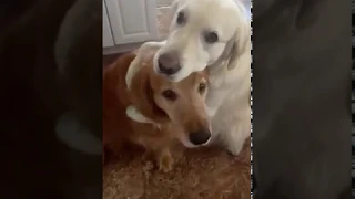 Dog Hugs Another Dog to Apologise for Eating Their Chewy