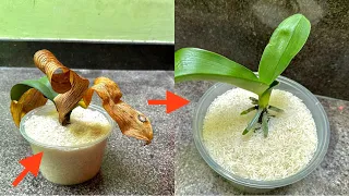 You Will Be Surprised When Rotten Orchid Plants Miraculously Revive With This Way