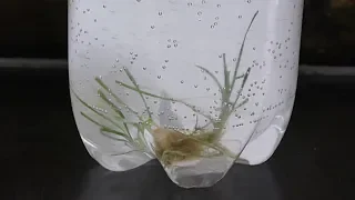 Land Grass in Aquarium