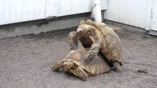 Tortoises having sex