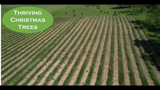 Christmas Tree Planting Update: Successful Herbicide Application Results!