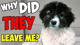 An Abandoned Puppy's Wish Comes True: Rescue Story, Watch Until The End