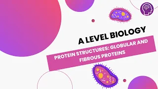 Protein Structures: Globular and Fibrous Proteins | A Level Biology | OCR, AQA, Edexcel