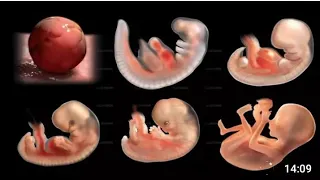 The miracle of life // 3D simulation of a Pregnancy