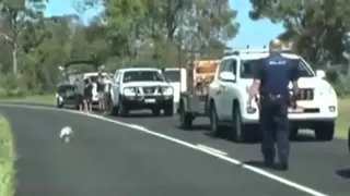 Australia, il koala blocca il traffico