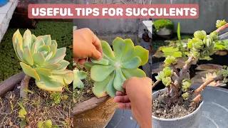 Useful Tips for Your Succulents - Part 11 | 多肉植物 | 다육이들 | Suculentas