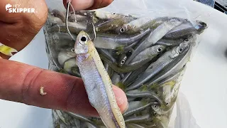 Start a Feeding Frenzy using TINY FROZEN FISH! Florida Keys Bridge Fishing for Beginners!