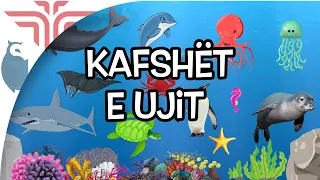 Kafshët e ujit