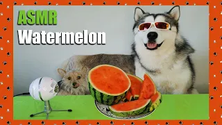 Dogs Trying Healthy Juicy Watermelon ASMR #2