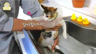 한쪽 눈이 튀어나온 채로 살아오던 새끼 고양이에게 따뜻한 목욕을 시켜주었어요. 🛁🧼