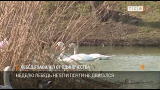 Лебедь заболел от одиночества