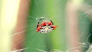 Araña soldado (Gasteracantha cancriformis) / Spiny backed Orbweaver