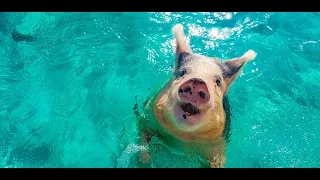 Swimming with Pigs in Pigs Beach -  Exuma Bahamas