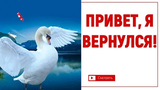 ВОЗВРАЩЕНИЕ ЛЕБЕДЯ по имени ГОЛУБЬ