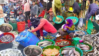 Cambodian Street Food Compilation - Fish Distribution sites, Fresh Market Food, & Lunch