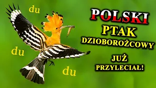 DUDEK - Piękny Ptak z Wielkim Czubem