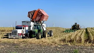 Razorback's First Harvest! | The Corn... IT'S READY!