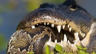 Crocodile vs Anaconda   Crocodile Attacks Anaconda