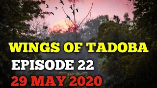 Tadoba Andhari Tiger Reserve || Avifauna Special Episode || The Wings Of Tadoba || 29 May 2020