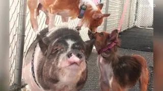 A pig and two dogs are best friends, and want to stay together forever