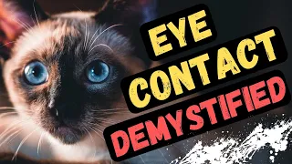 The Role Of Eye Contact In Feline Communication