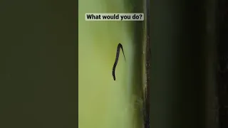 Curious cottonmouth snake follows kayaker🥶🥶