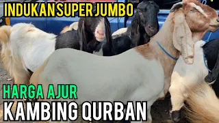 Induk Jumbo, Harga kambing Hari ini, Pasar Kambing Wlingi Blitar