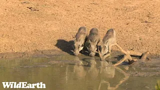 WildEarth - Live at the Waterhole  29 February 2024