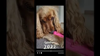 🐶 Year in review 🐾 Goodbye 2022 🐕Welcome 2023 🥳English Cocker Spaniel - Robby