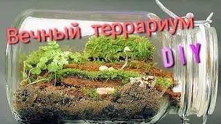 Вечный террариум как у SlivkiShow