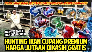 HUNTING IKAN CUPANG PREMIUM! HARGA JUTAAN DIKASIH GRATIS! PILIH LANGSUNG KE FARMNYA! MEWAH BANGET!