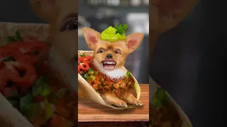 Chihuahua Burrito!