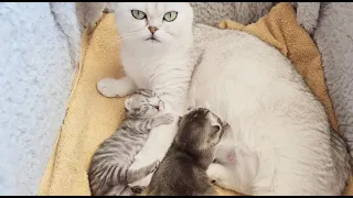 The way the mom cat loves her kitten is very strongly / Cuteness overload