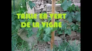 taille en vert de la vigne