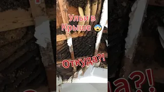 👷‍♂️Спасение от ульев🐝 #крыша #кровельныематериалы  #кровельныеработы