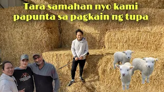 Puntahan natin ang mga pagkain ng tupa #sheep #farmhouse