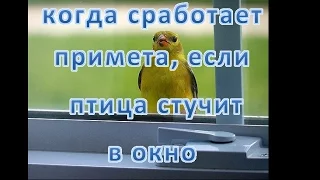 если птица стучит в окно  - какая примета и что делать (воробей, голубь и прочие птицы)