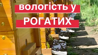 Вологість у РОГАТИХ. Контроль зимівлі Точок2.  #2022